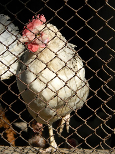 尽管迈克尔 尽管迈克尔